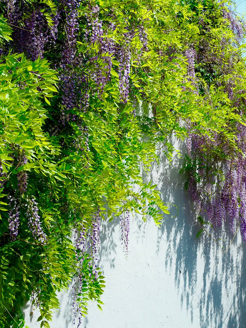 Wisteria floribunda & green