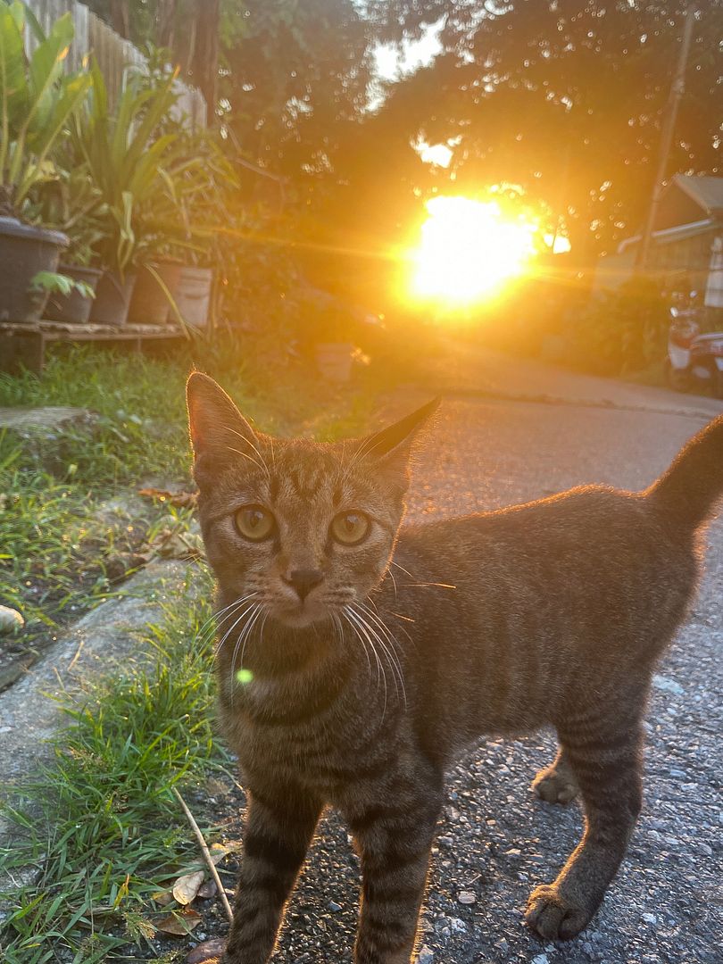 Cat 🌞