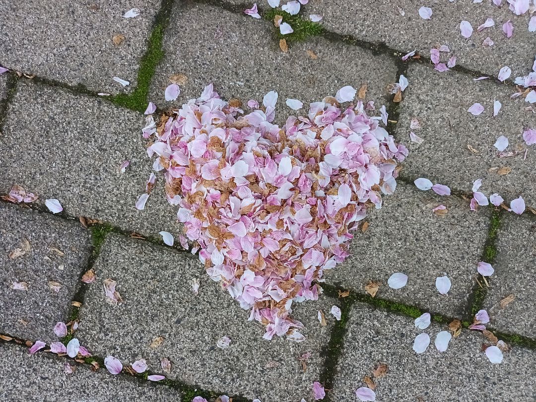 cherry blossoms