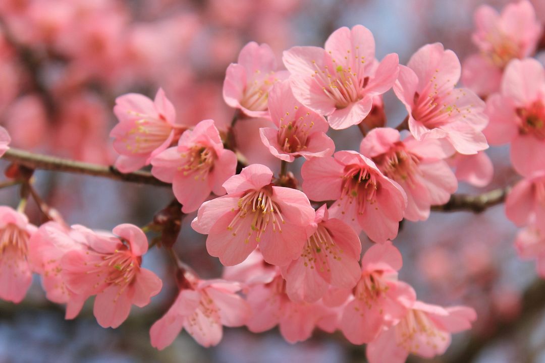 sakura