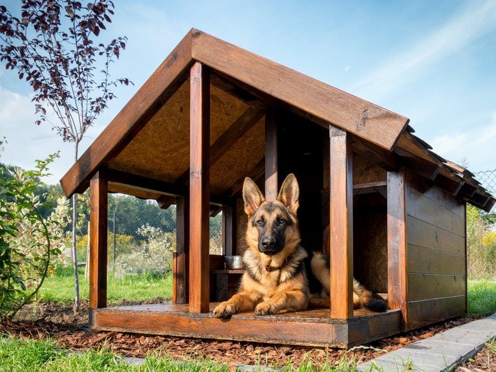 Dog house