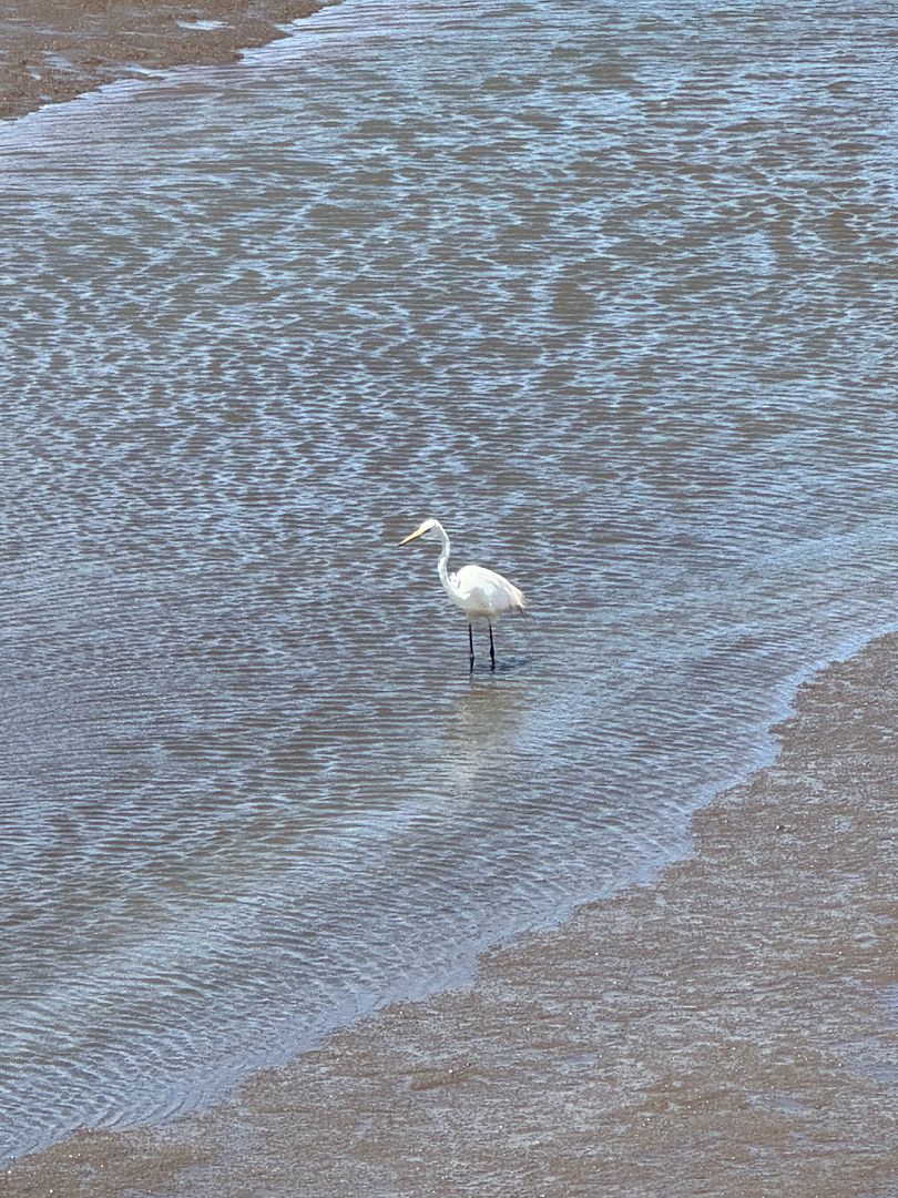 egret