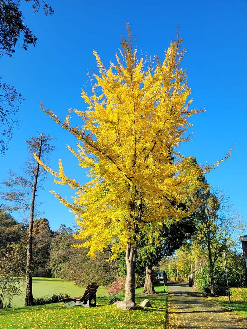 yellow tree