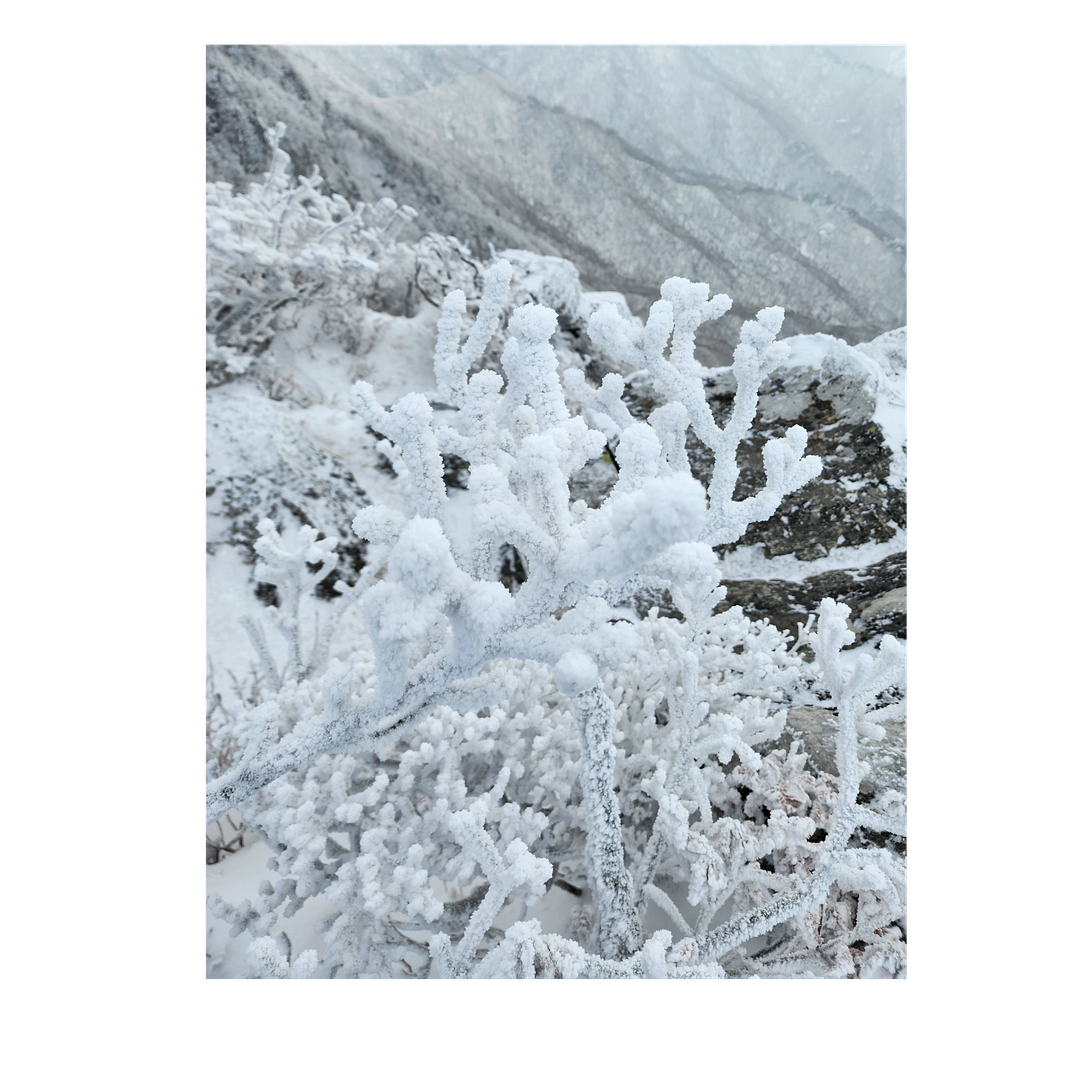 snow flower