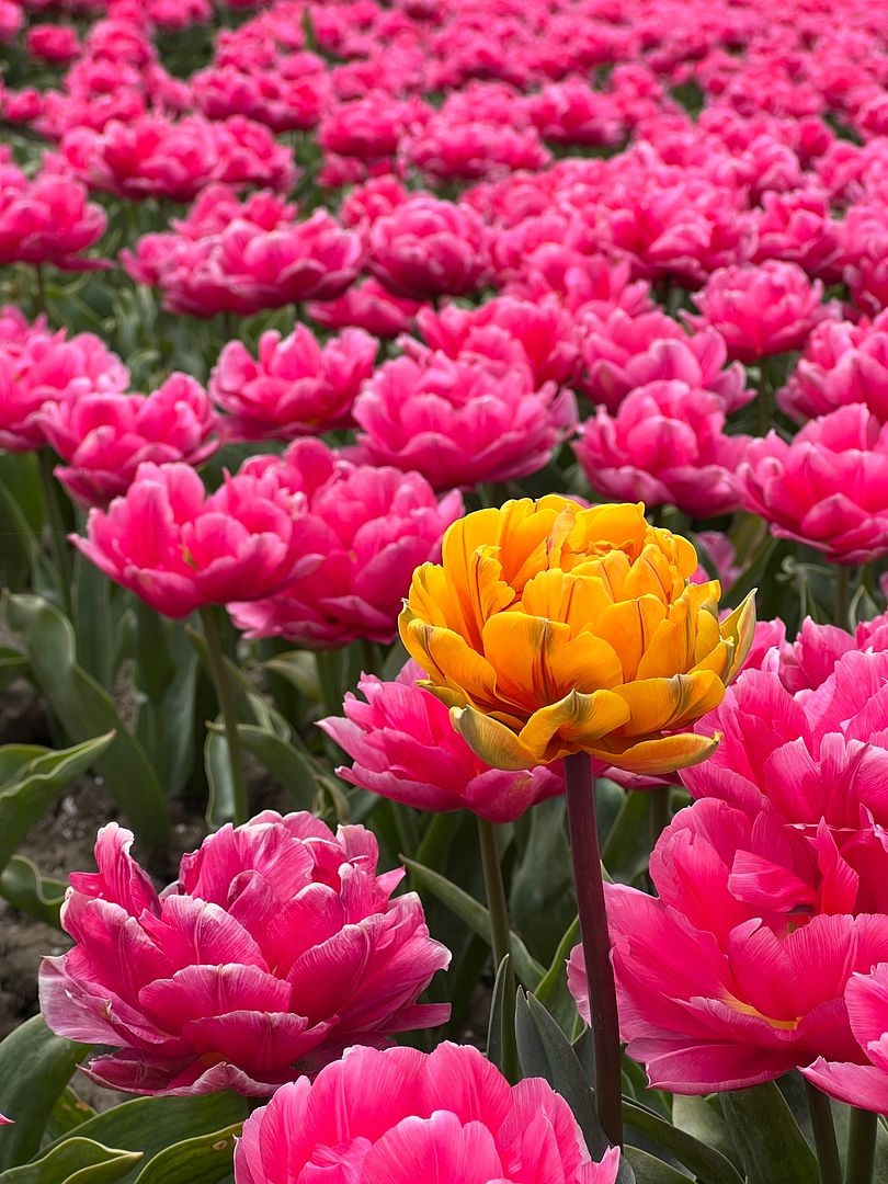 Tulips