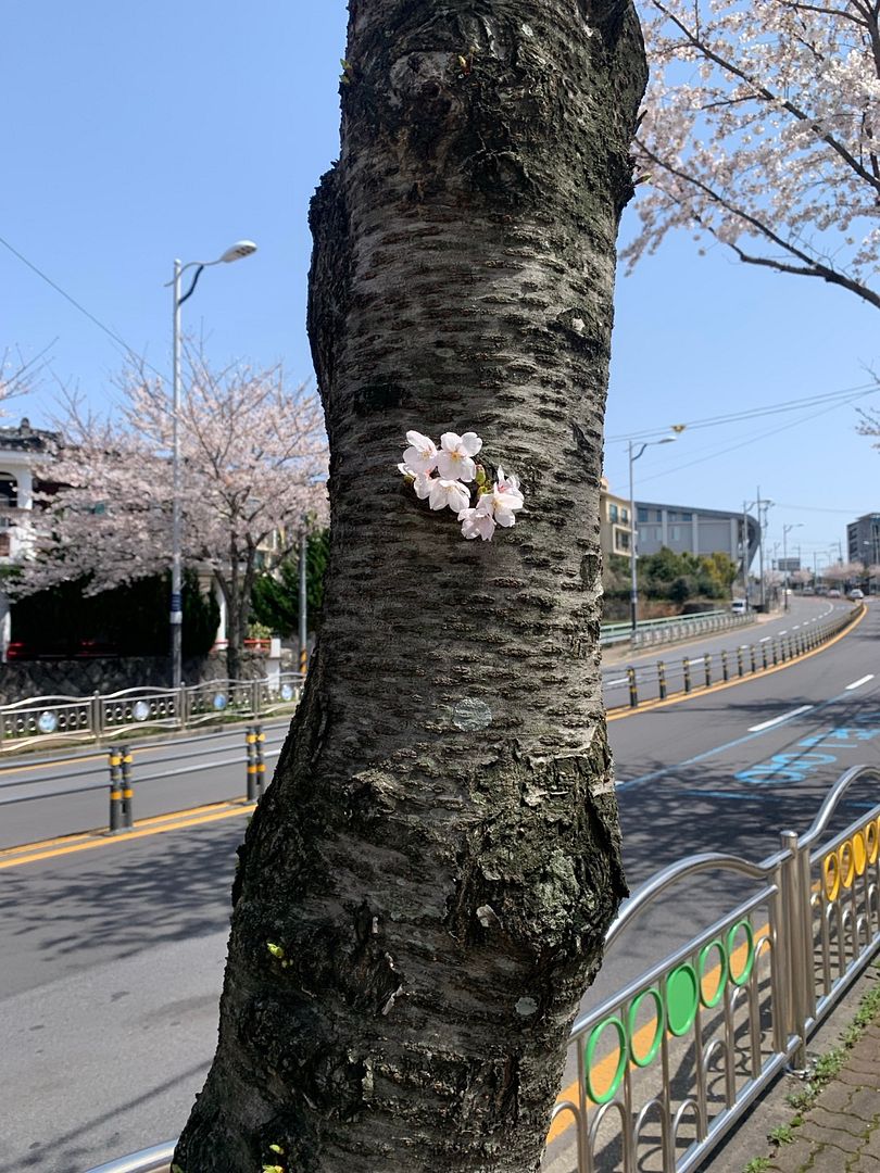 cherry blossoms