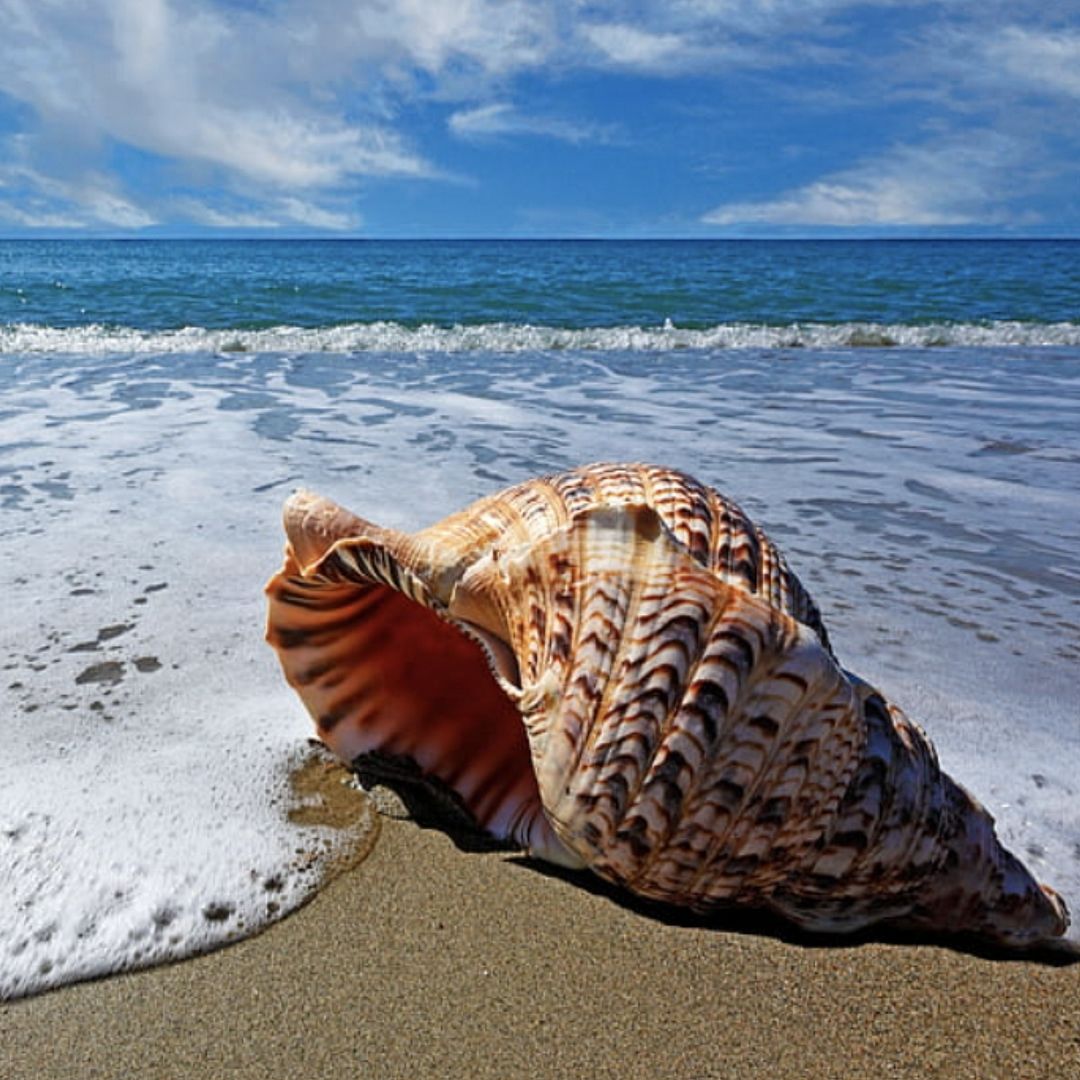 seashells beach