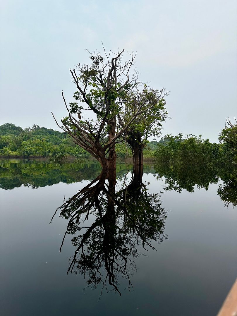 Magic Amazonia