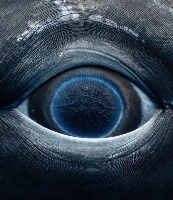 The eye of a female humpback whale