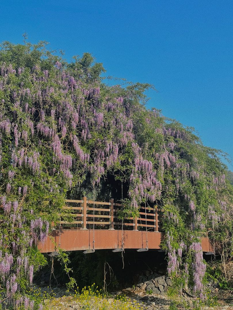 Wisteria