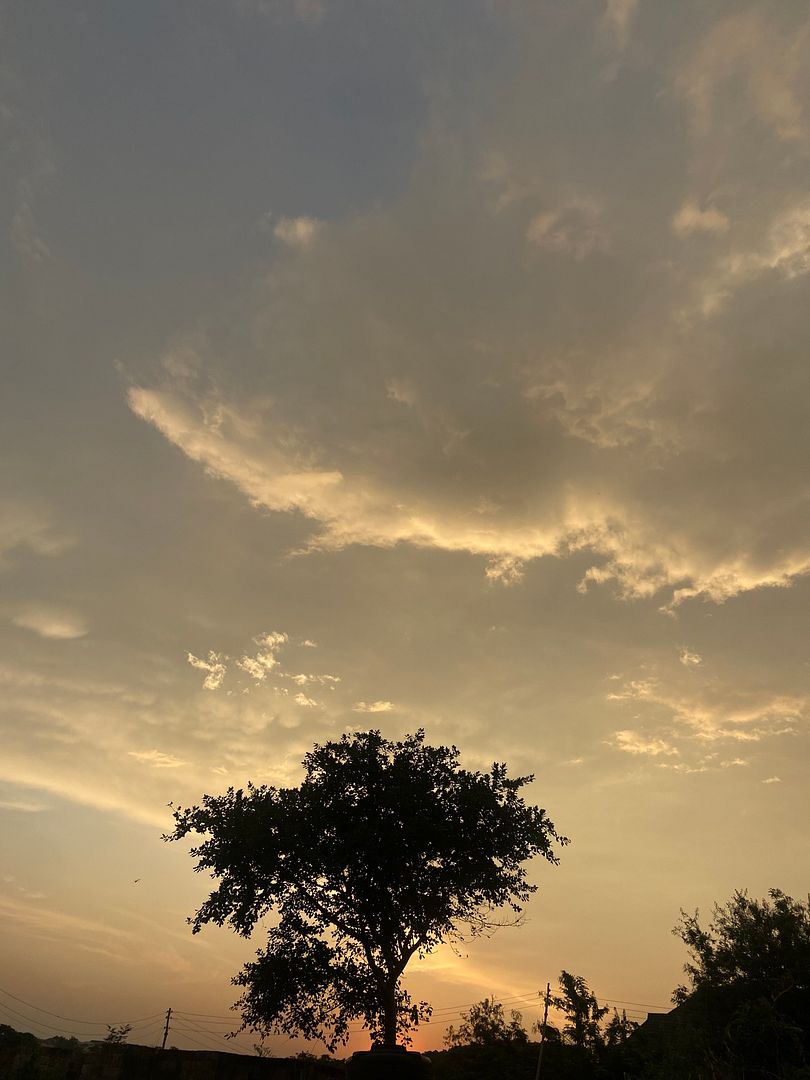 Tree and cloud