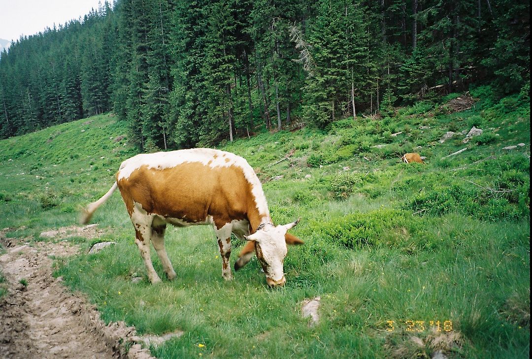 Zora COW