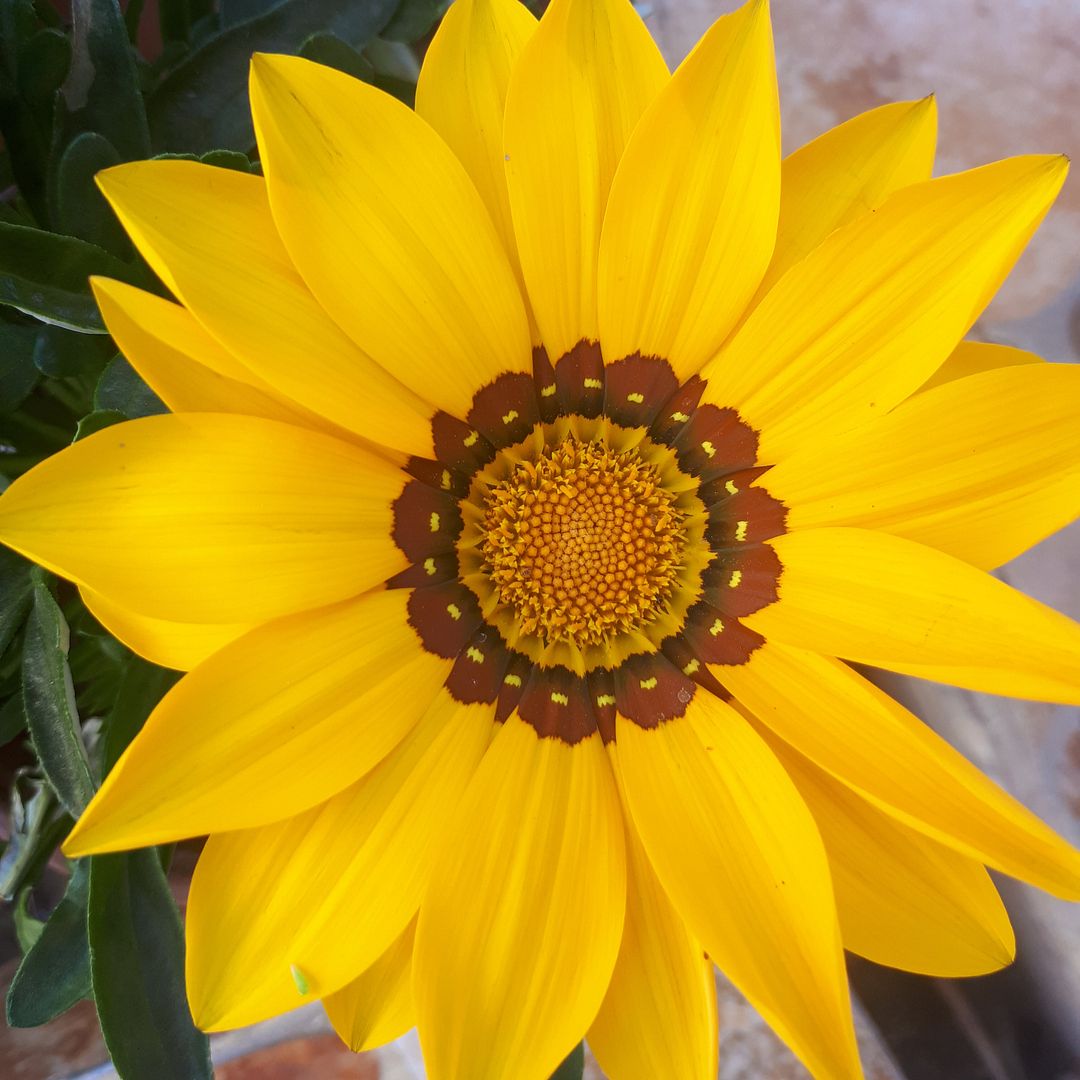 Just a Yellow Flower