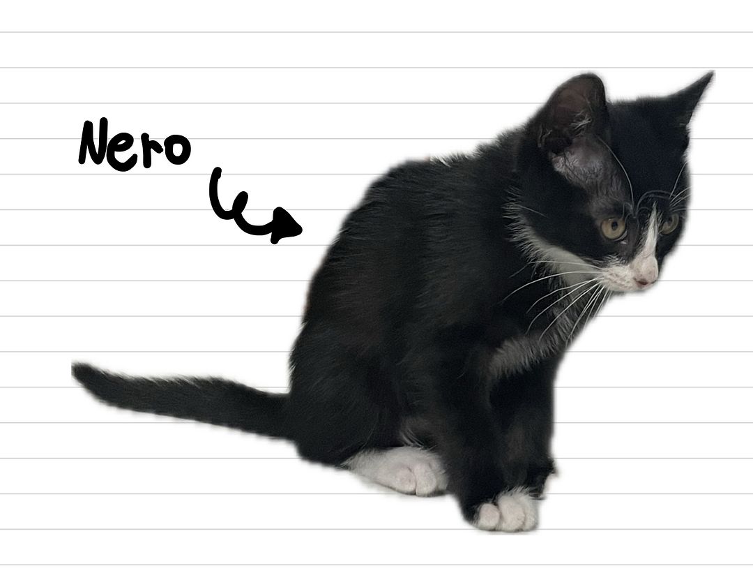 Nero_Cat_12