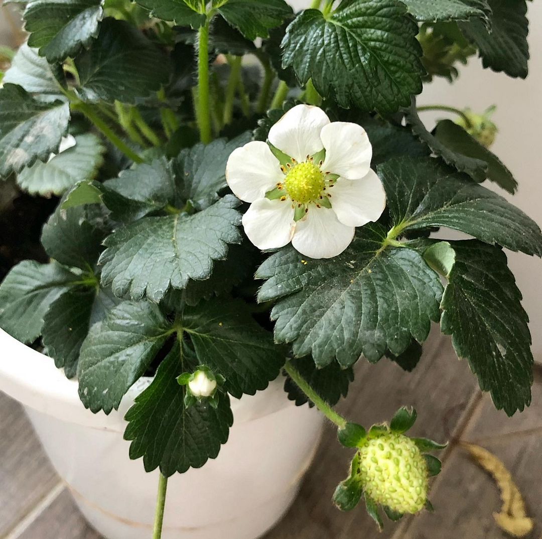 strawberry flowers bloom