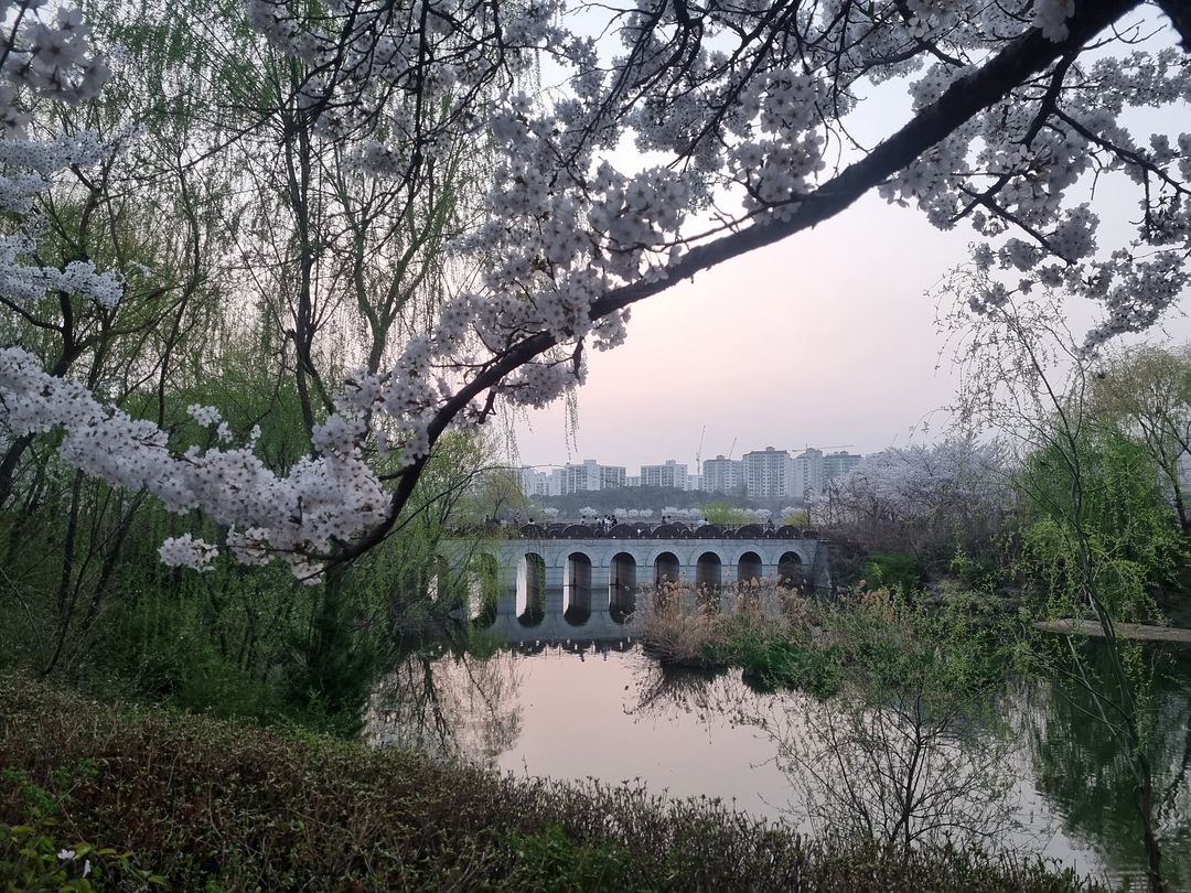 cherry blossoms at suwon12