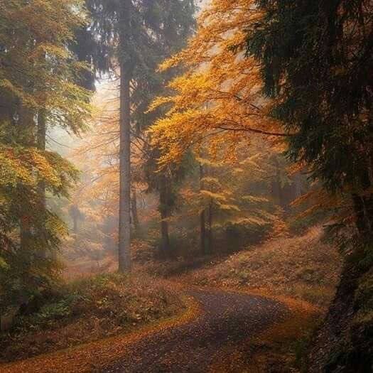 autumn forest🍁