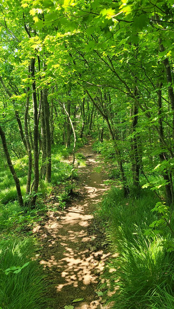 The luxury forest road I want to walk with! On the way from Jonyeongsan Mountain to Sinseonambong Peak...  230606 Goesan Chungcheongbuk-do Korea