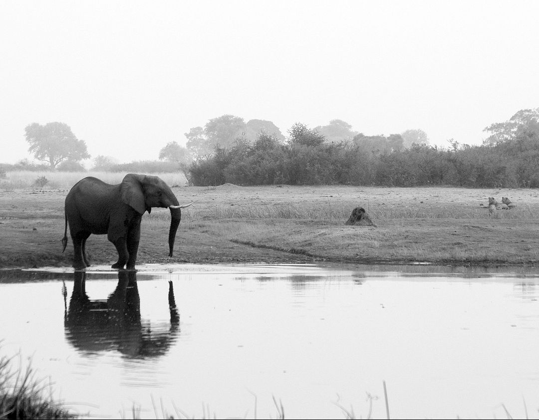 Elephant_and_lions