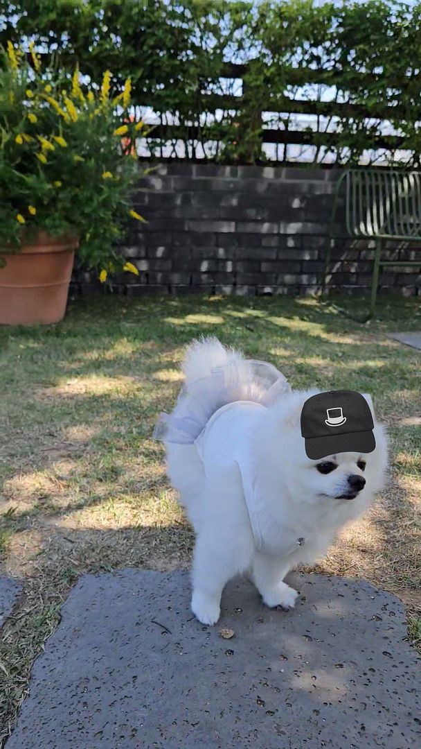 a puppy wearing a degencap taking a walk