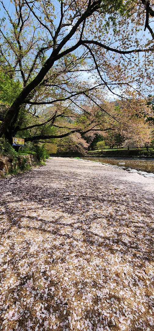 Cherry blossoms Road