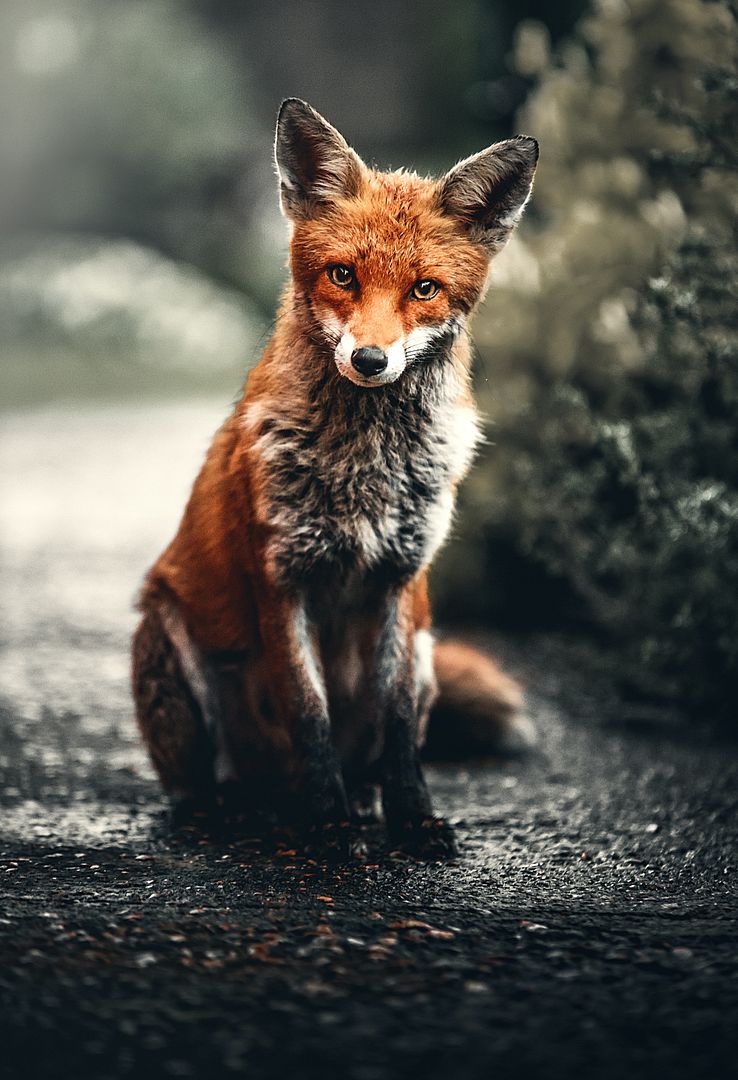 fox