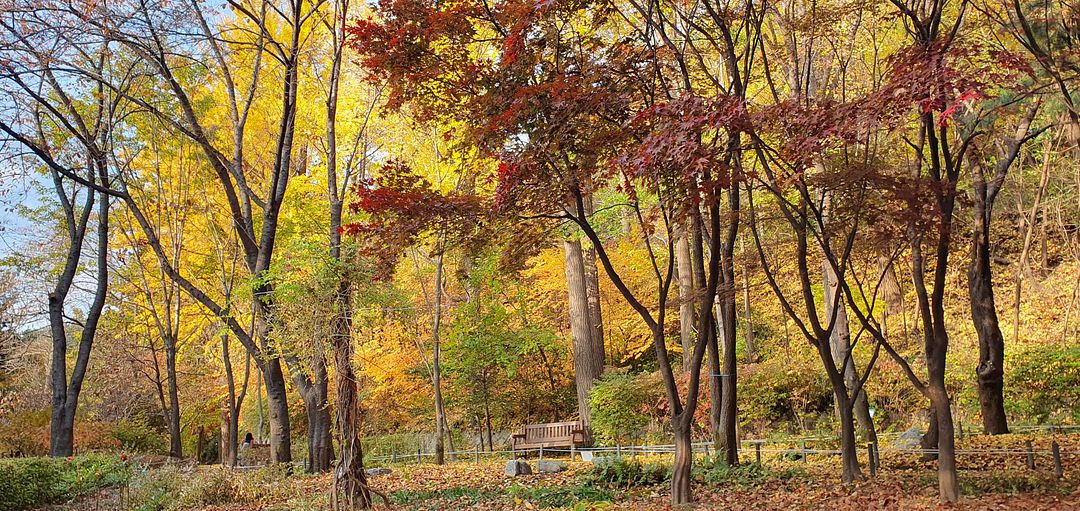 maple forest