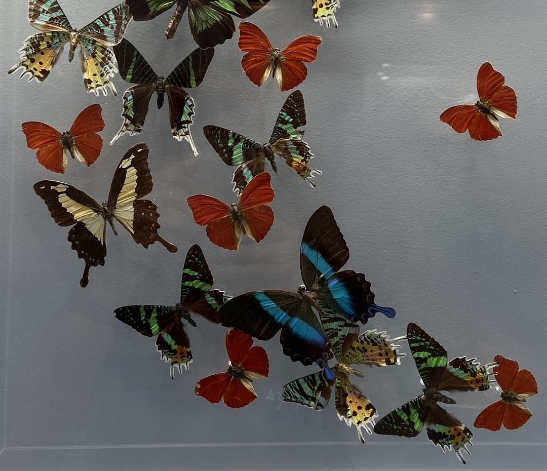 Butterflies at the Butterfly House, Callaway Gardens, GA