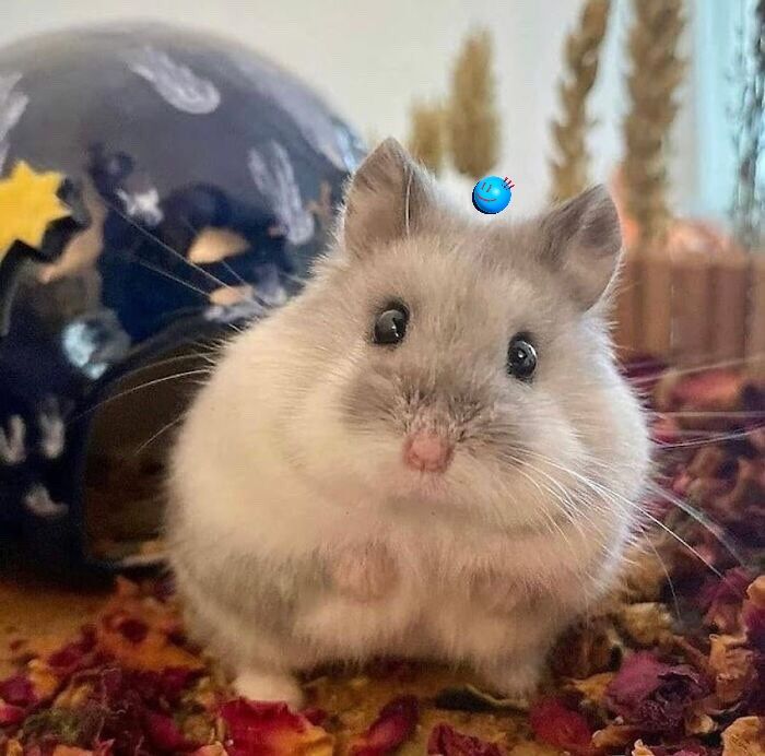 Hamster