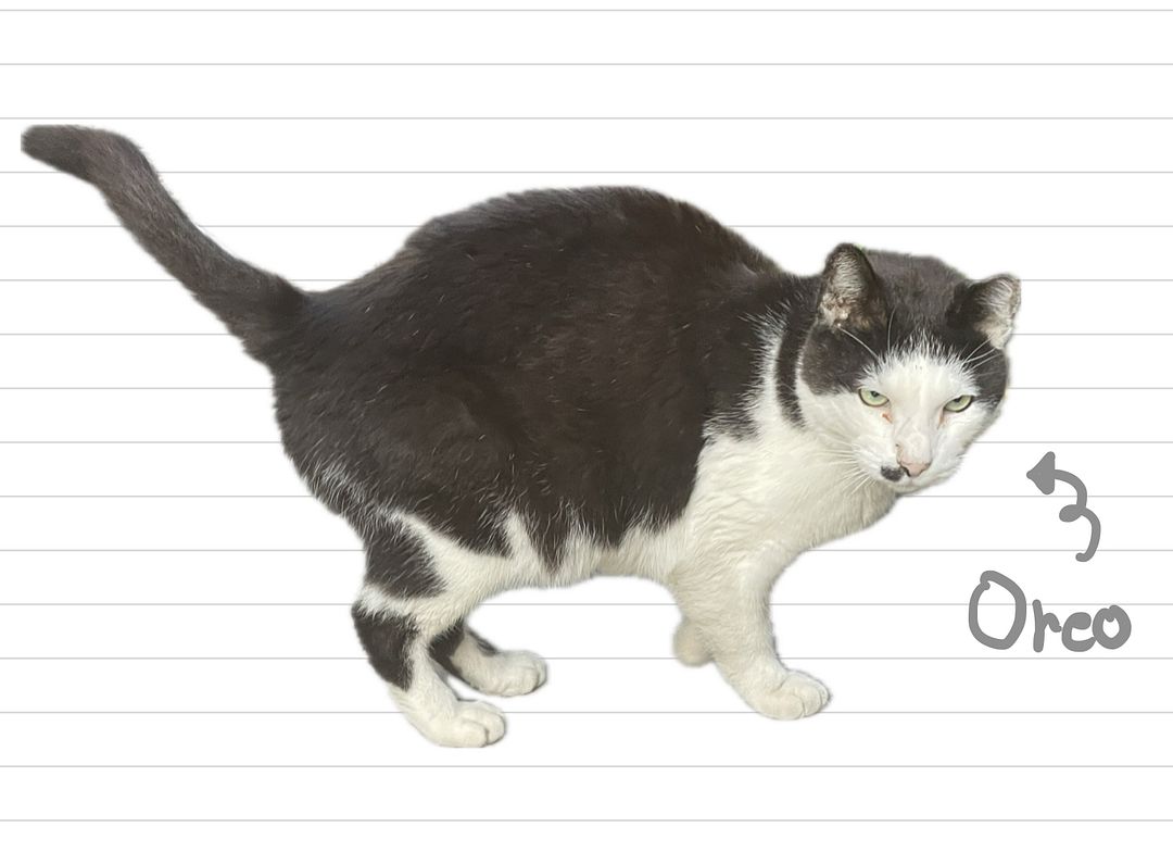 Cat_Oreo_21