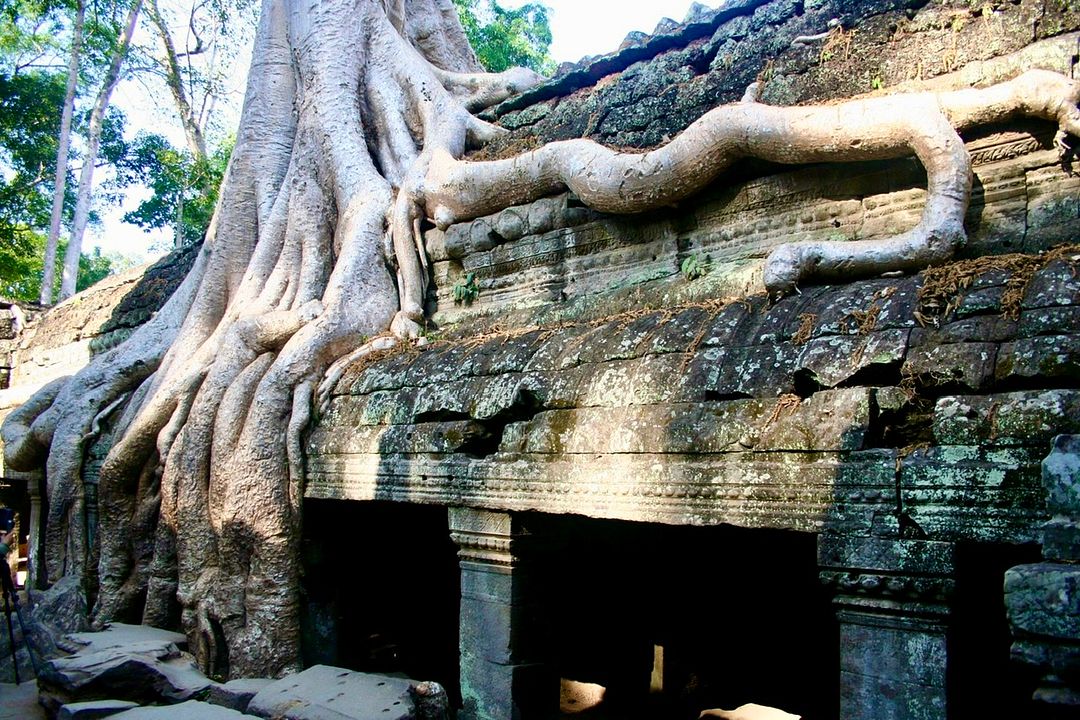 Ta Prohm, Siem Reap, Cambodia #01