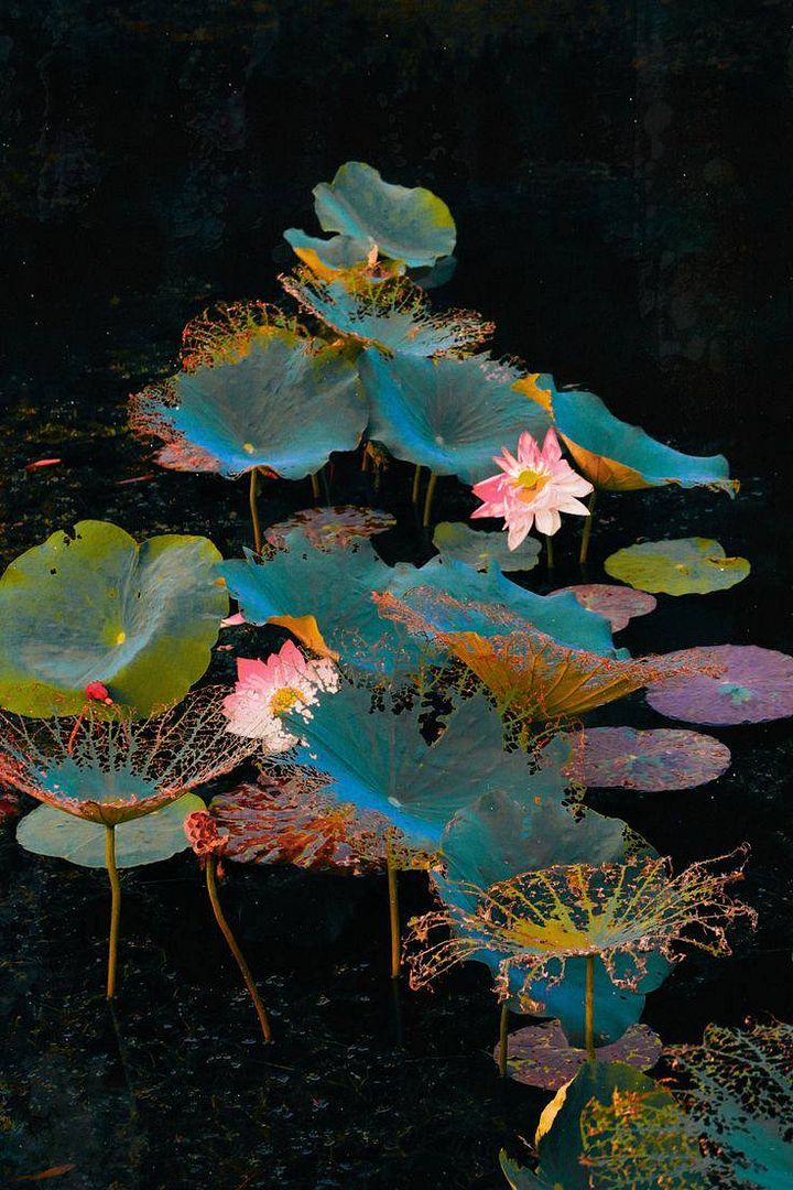 water lilies