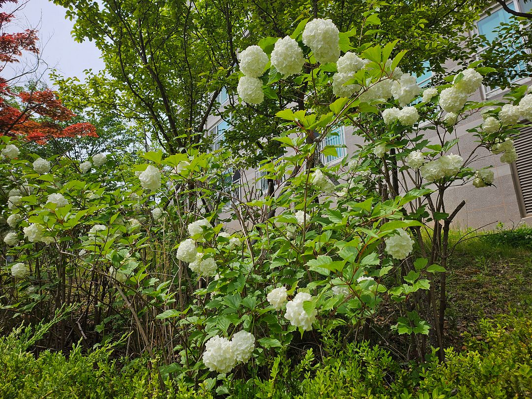 이쁜 수국