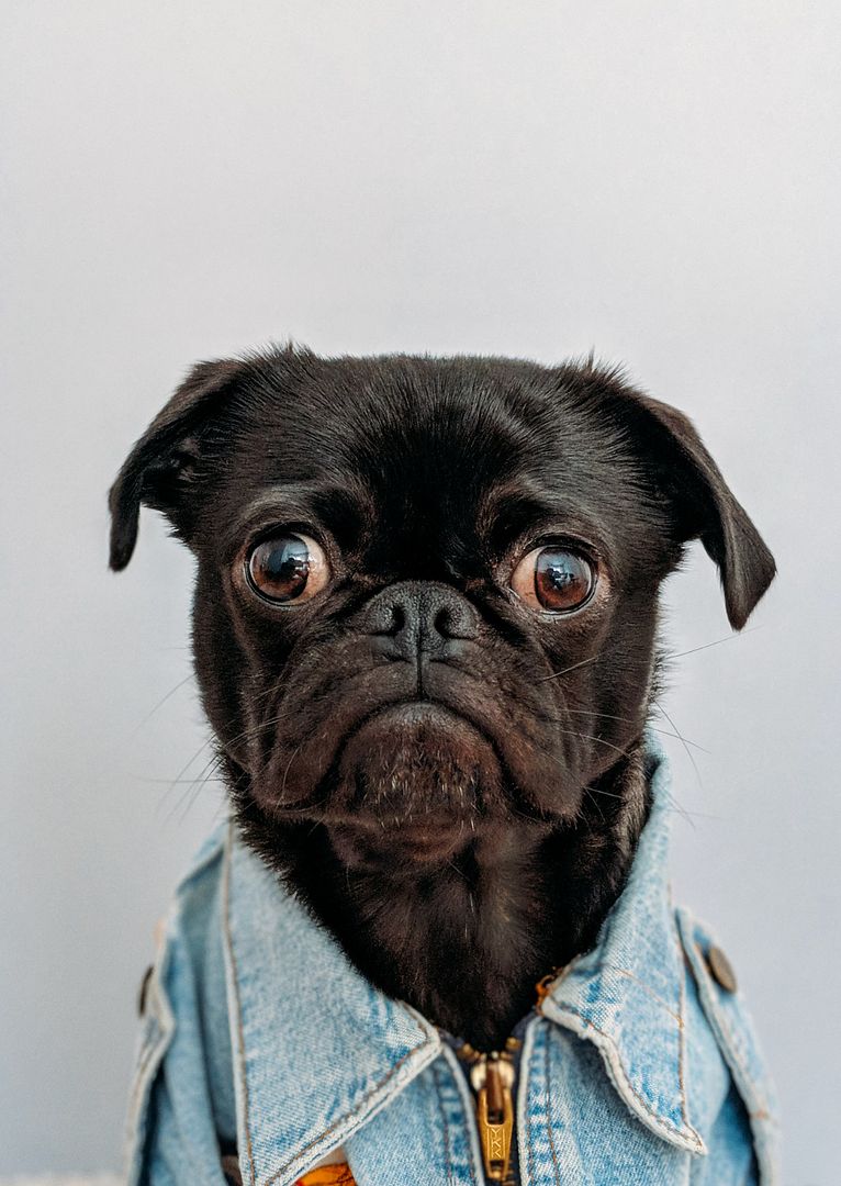 Pug Face