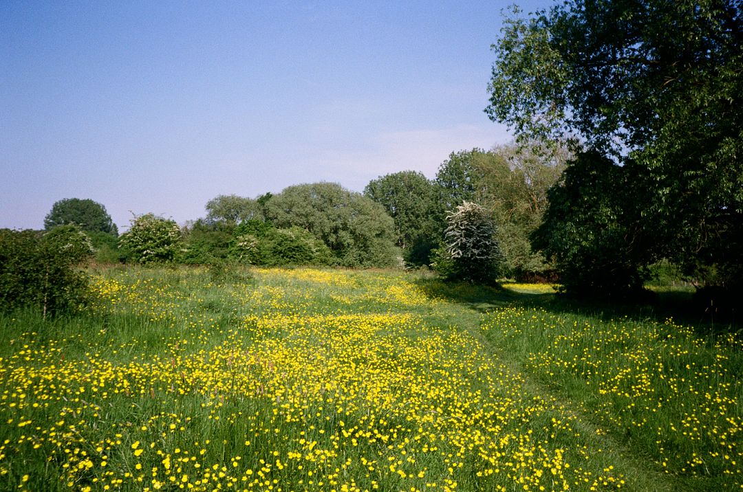 Summer in the countryside