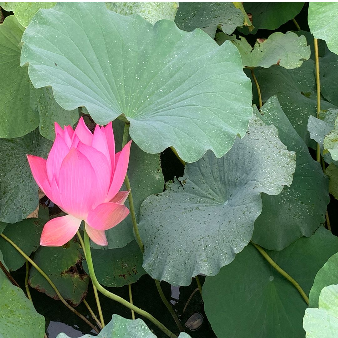 Lotus flower