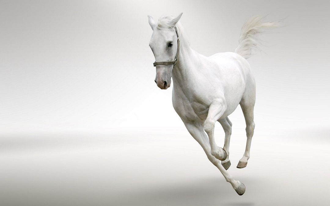 white horse