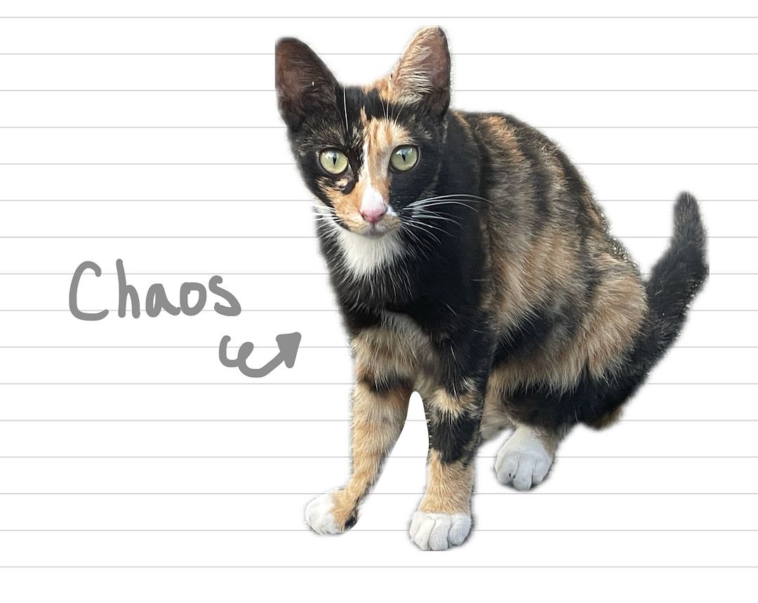 Cat_Chaos_16