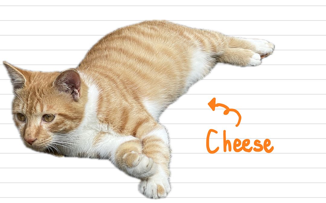 Cat_Cheese_32