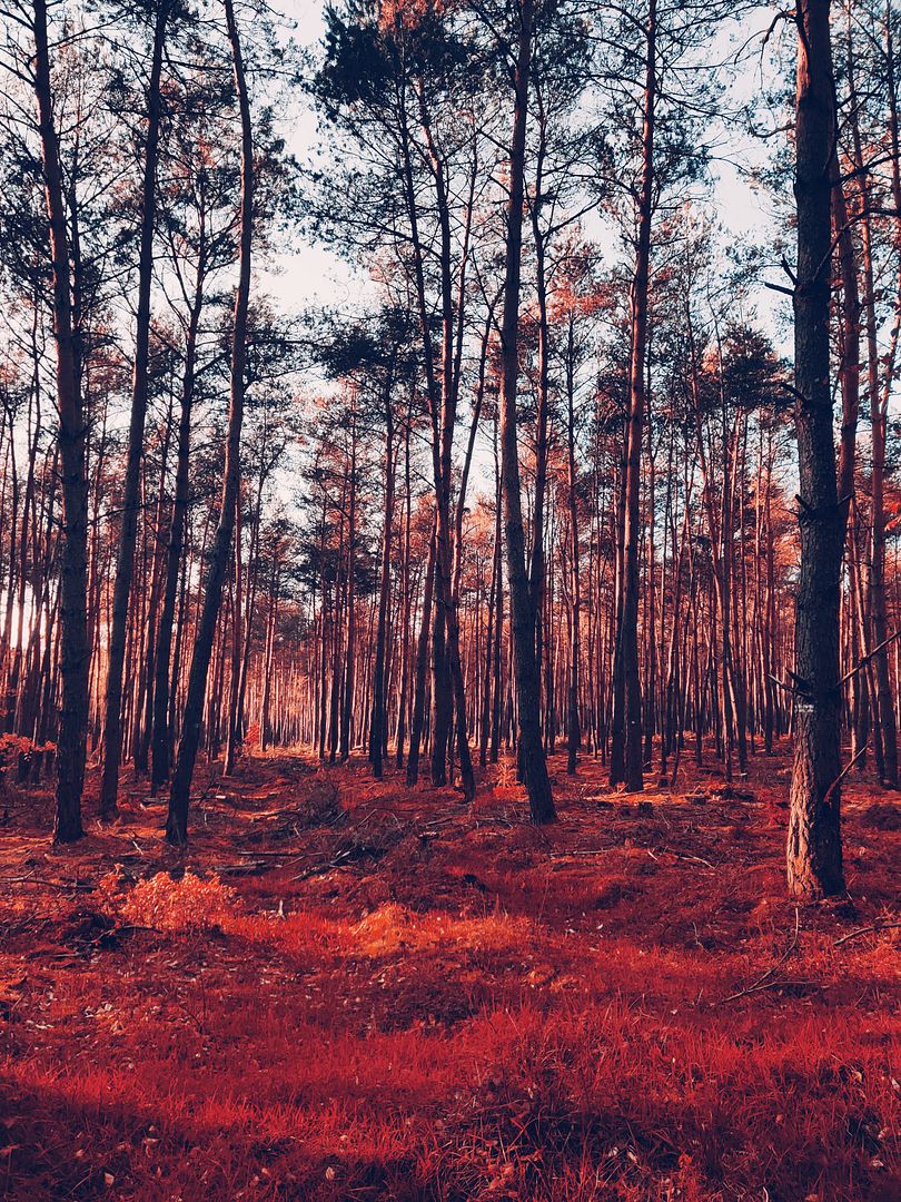 Red energy field of the forest beings.