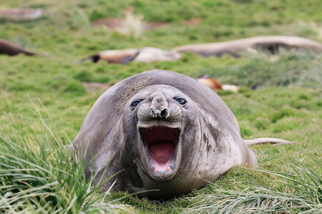 big_seal