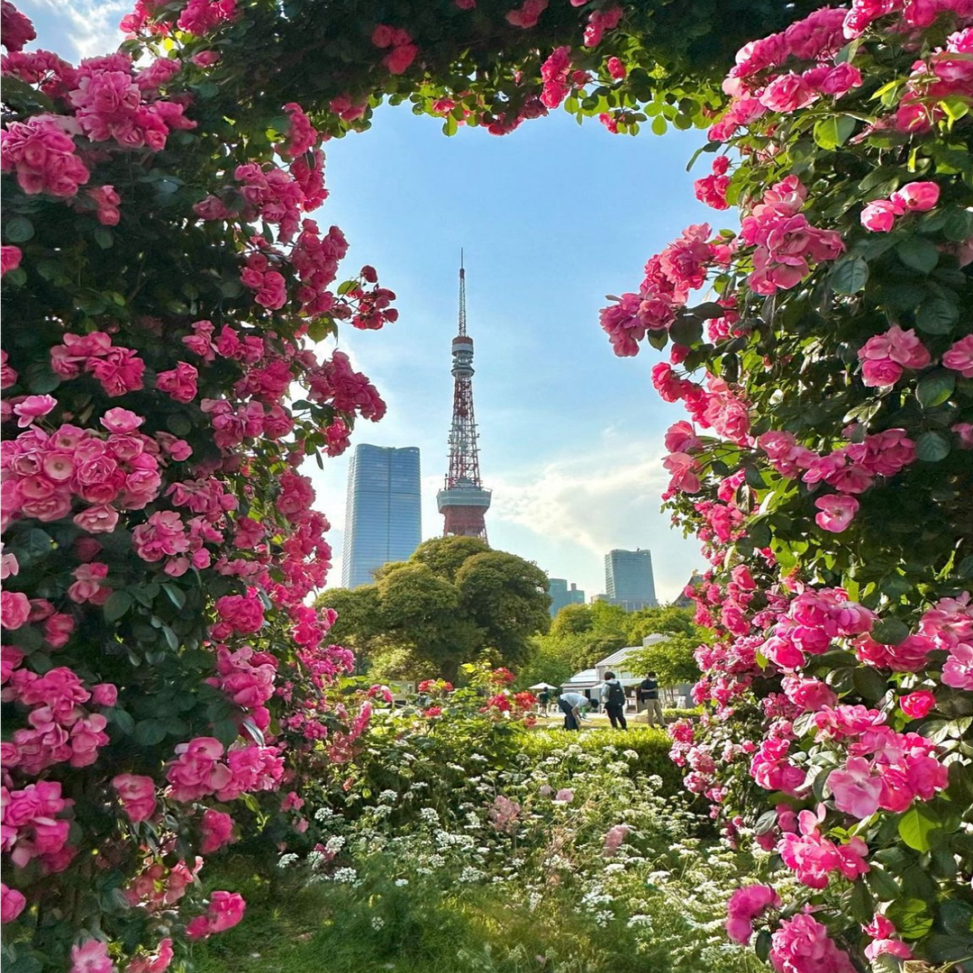 Tokyo tower in the rose garden