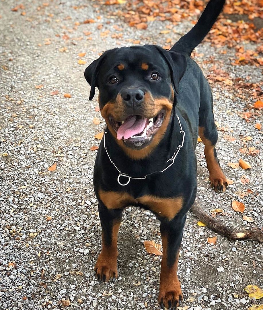 Rottweiler