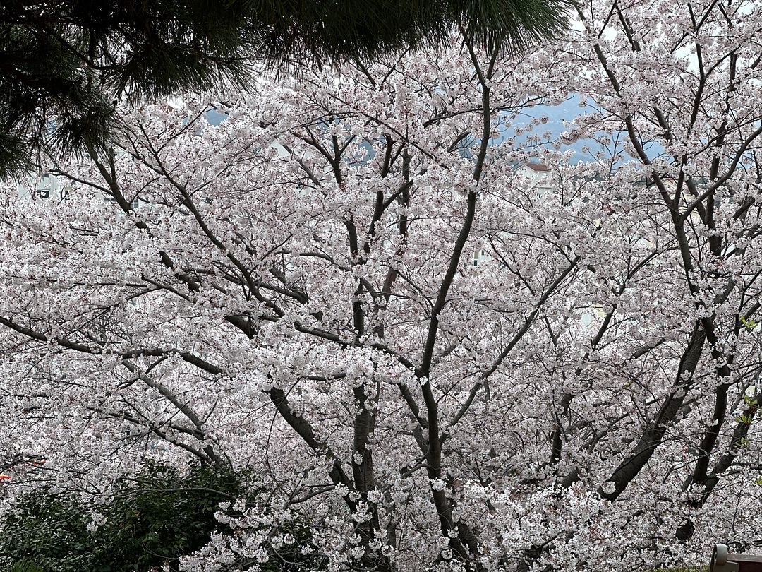 cherry blossom