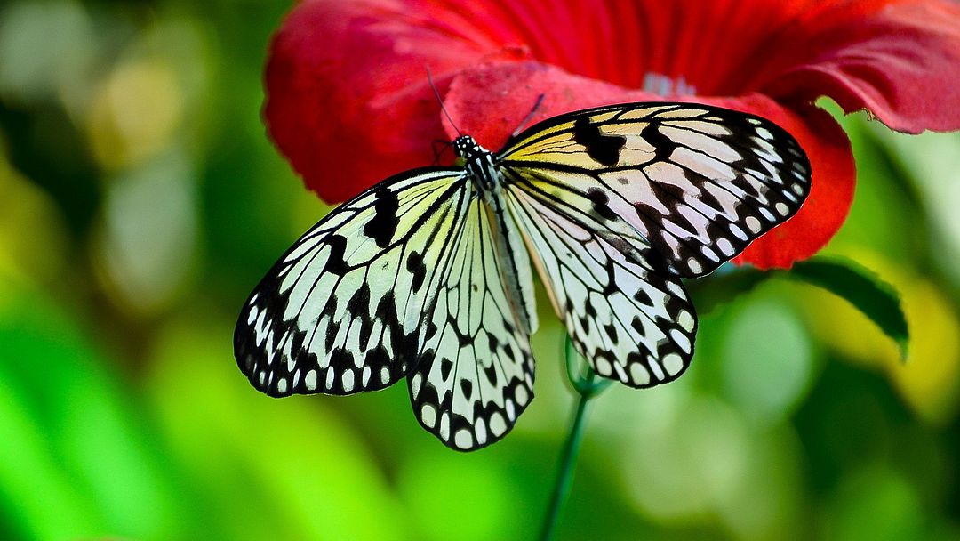 The butterfly and the red bridge