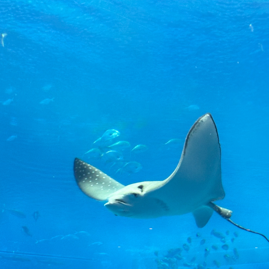 Okinawa Churaumi Aquarium