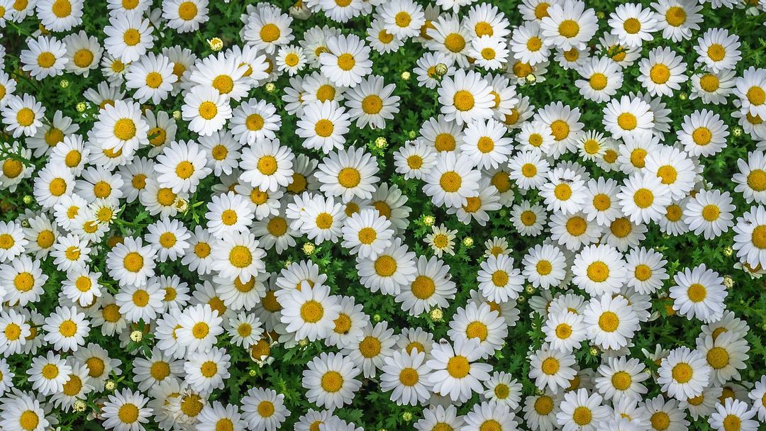 many daisies