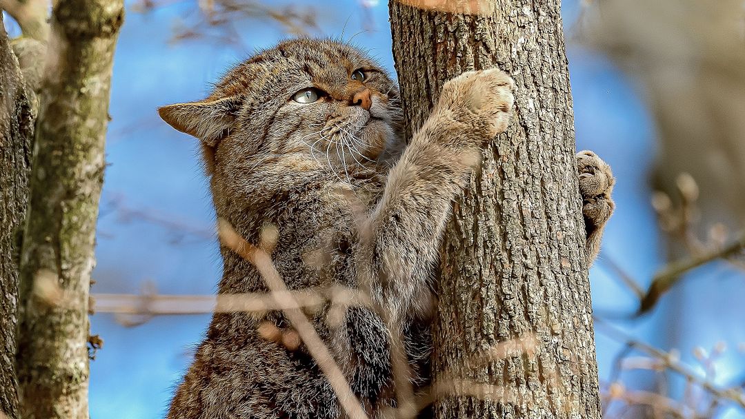 Wildcat tree