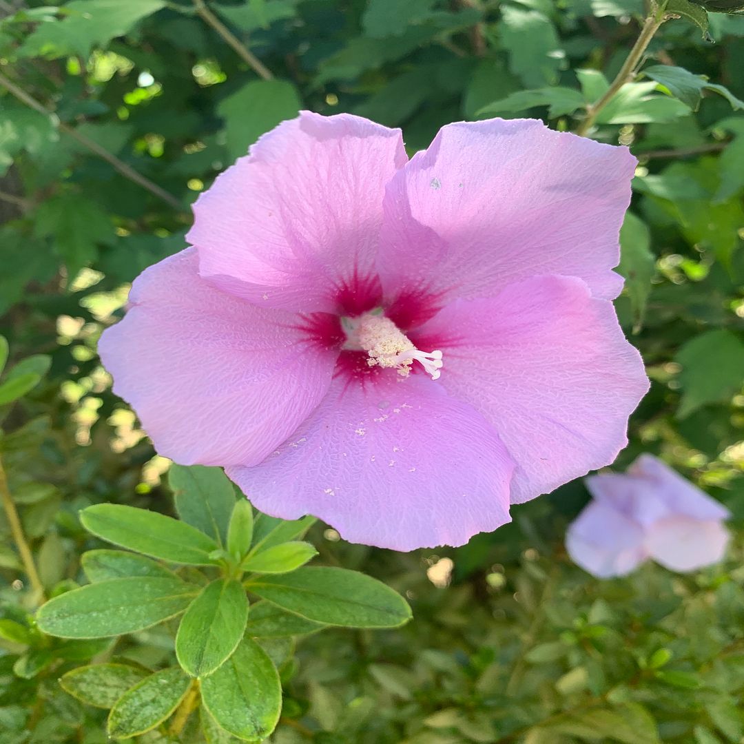 무궁화 (Rose of Sharon)