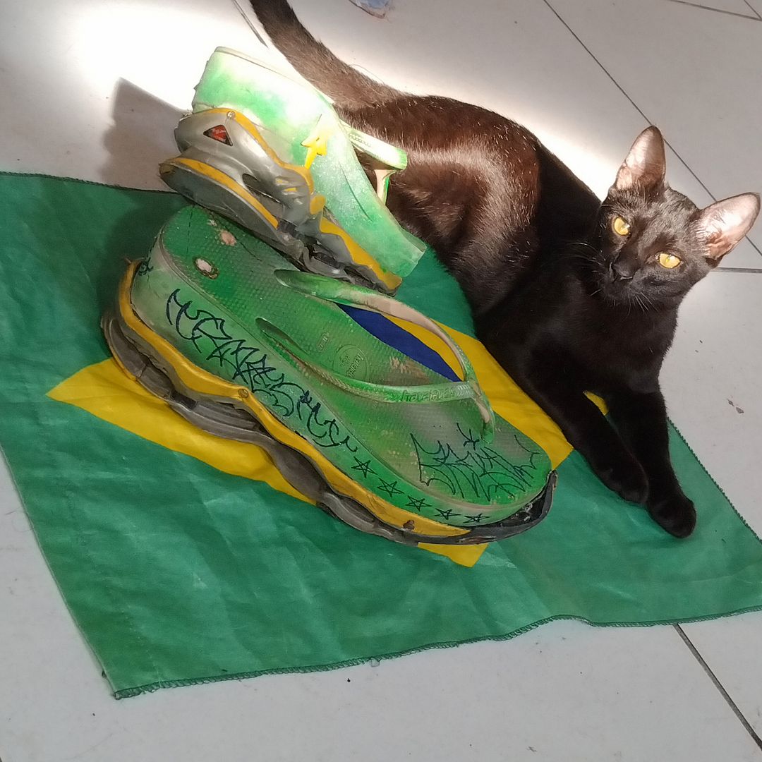 Brazilian cat